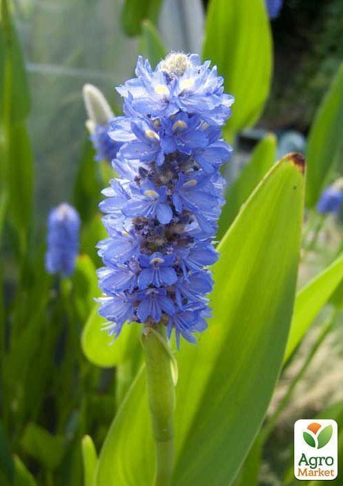 Понтедерия сердцевидная - фото 3