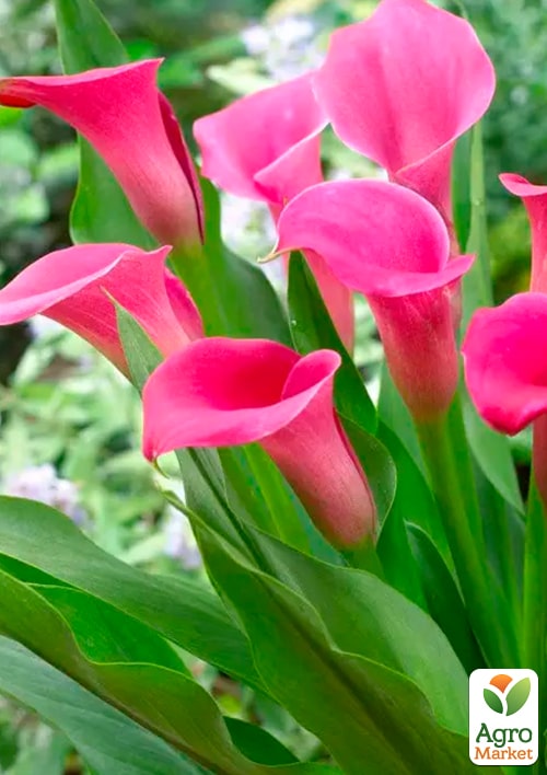 Калла "Zazu"  - фото 4