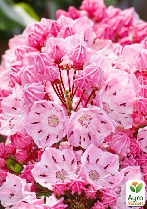 Кальмия latifolia "Ewa"