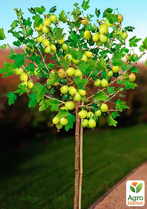 Крыжовник на штамбе "Резистент" (средний срок созревания)