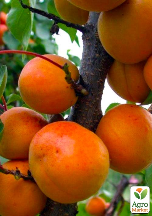 Абрикос "Поліський великоплідний" (літній сорт, середньо-пізній термін дозрівання)