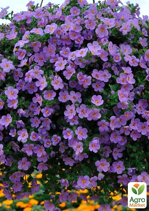 Бакопа F1 "Блутопия" ТМ "Vesna Exclusive" 5шт