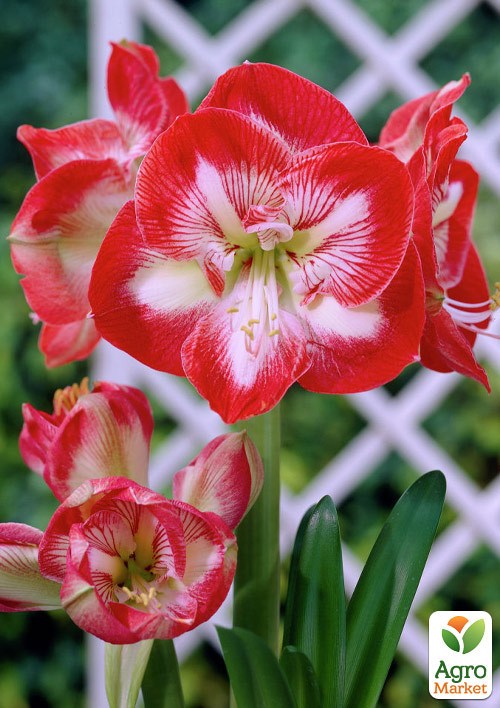 Гиппеаструм простой "Mambo" (Амариллис) 