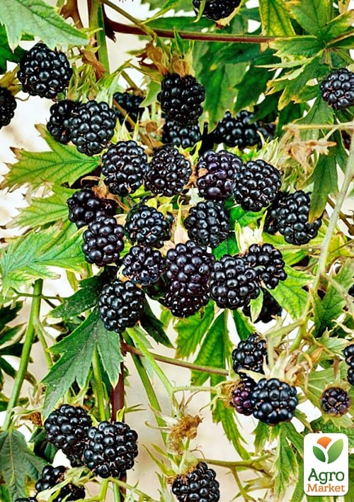 Ежевика "Торнлесс Эвергрин" (Rubus fruticosus "Thornless Evergreen") вазон П9 - фото 2