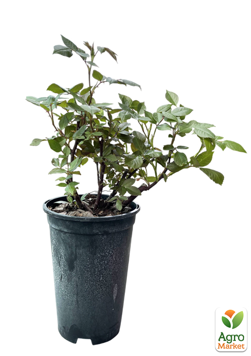 Роза в контейнере чайно-гибридная "Limona" (саженец класса АА+) - фото 2