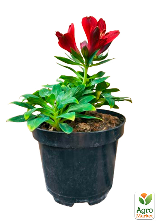 Альстромерия inticancha Patio "Doba" (выращено in-vitro) С1,5 - фото 5