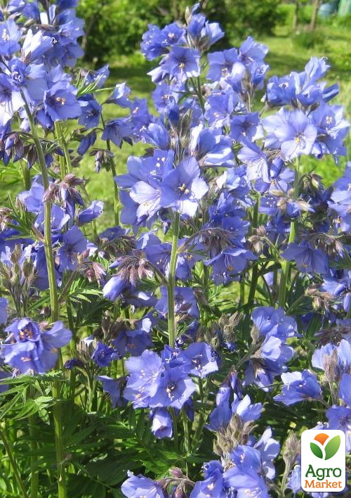 Синюха "Голубая лазурь" ТМ "Vesna Select" 0.2г - фото 2