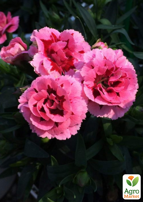 Гвоздика Махровая "Oscar Pink and Purple" (контейнер Ø12)