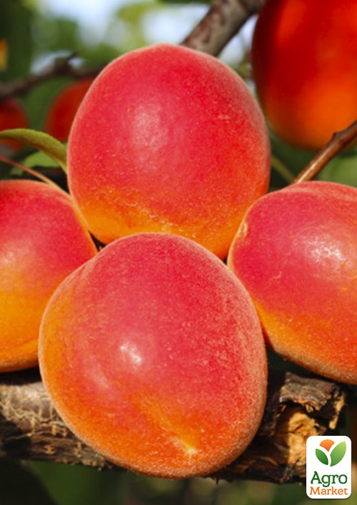 Абрикос "Микадо" (летний сорт, ранний срок созревания)