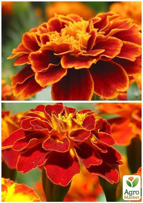 На развес Бархатцы "Кармен" ТМ "Весна" цена за 2г - фото 2