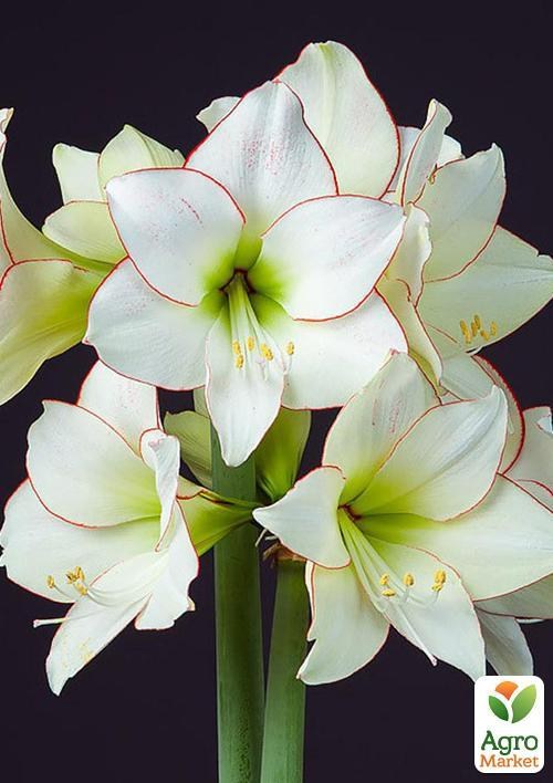 Амариллис "Picotee" (размер 26/28 , очень крупный) 1шт в упаковке