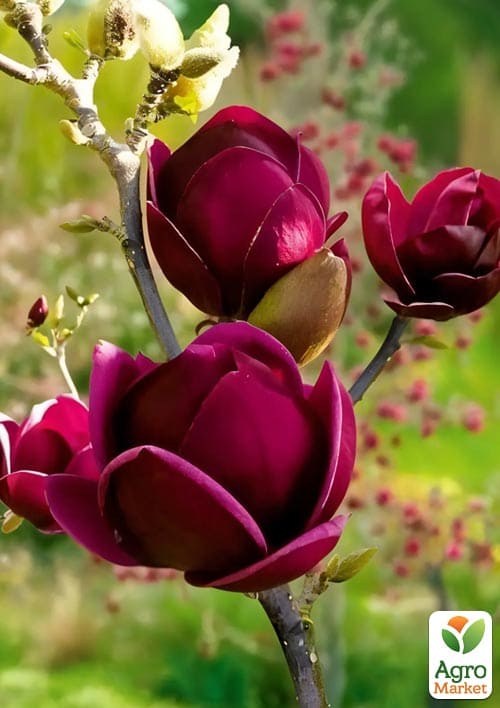 Магнолия 4-х летняя гибридная "Black Tulip" (высота 50-60см) - фото 4