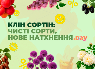 Клін Сортін