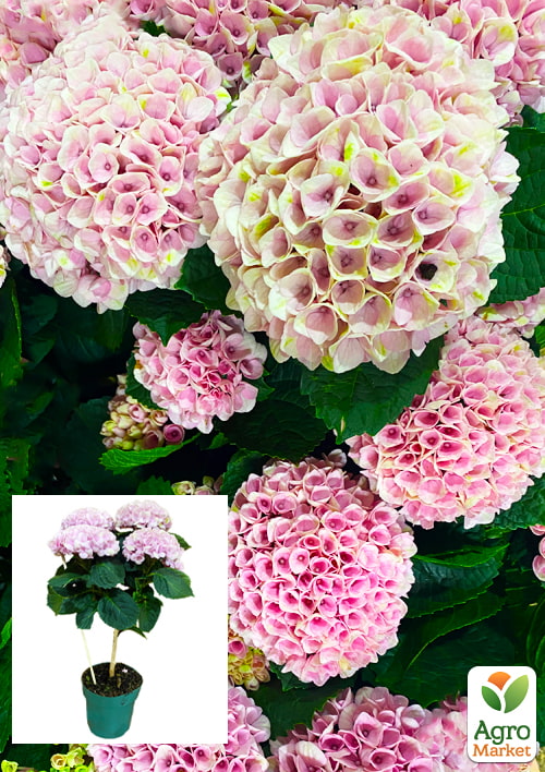 Гортензия на штамбе "Magical Revolution"