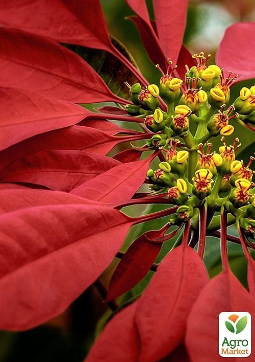 Эуфорбия "Супер звезда" (Euphorbia Christmas Feelings Orang) дм 19 см выс. 65 см