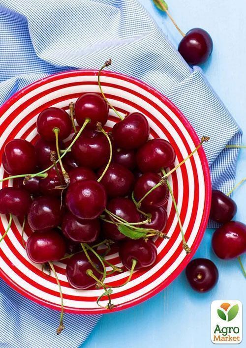 Вишня "Ранняя-2" (летний сорт, ранний срок созревания) - фото 2