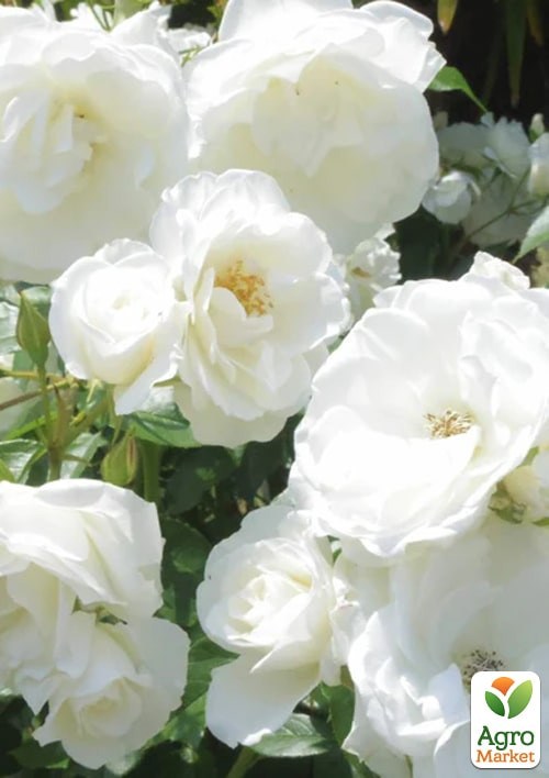 Роза в контейнере полиантовая "Avenue White" (саженец класса АА+)  - фото 2