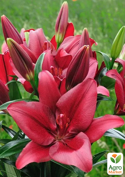 Лилия "Red Country"  - фото 5