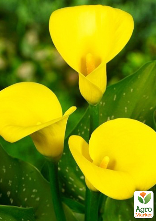 Калла "Gold Medal"