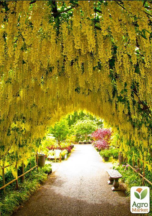 Бобовник анагиролистный "Golden Rain"  - фото 6