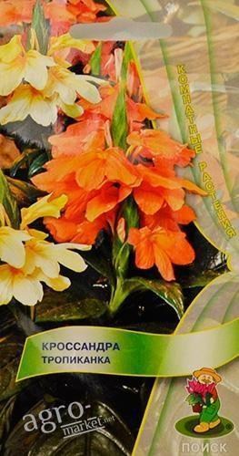 Кроссандра "Тропиканка" ТМ "Поиск" 4шт