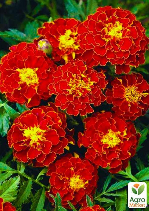 Чорнобривці "Червоні" (Зипер) ТМ "Весна" 1г - фото 2