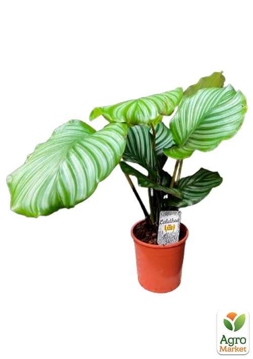 Калатея крупнолистная "Orbifolia" (40-50см) - фото 7