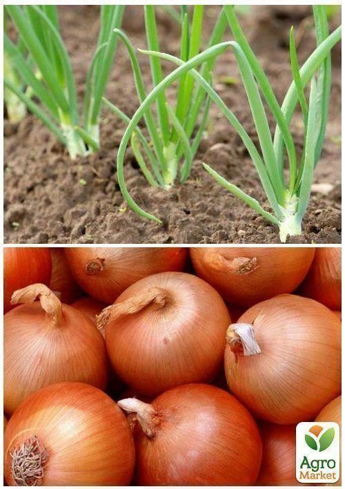 На вагу Цибуля "За один сезон" ТМ "Весна" ціна за 5г - фото 3