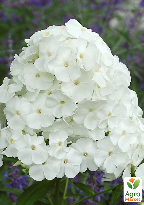 Флокс багаторічний "David"