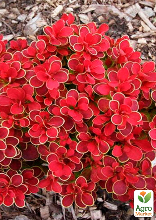 Барбарис Тунберга "Ruby Star" - фото 5