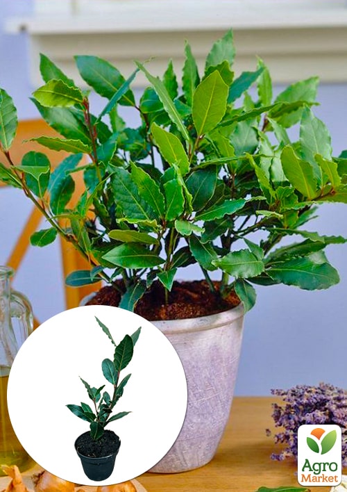 LMTD Лавр вечнозеленый "Laurus Nobilis"  (20-30см)