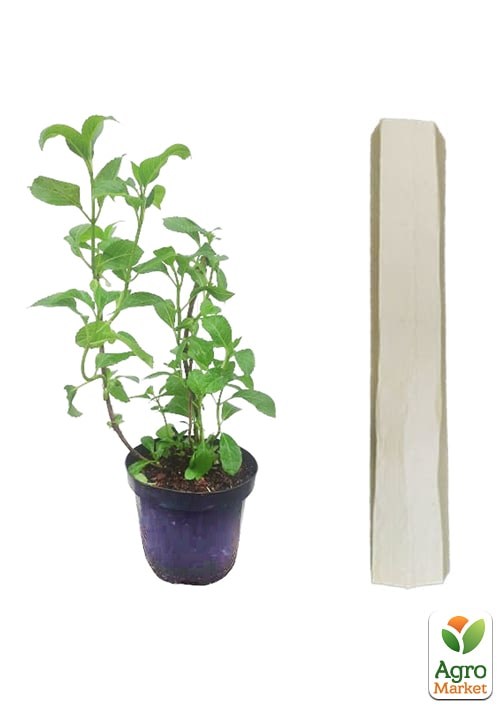 Гортензія 3-х літня деревоподібна "Annabelle" - фото 5