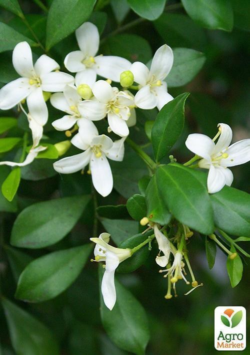 Мурайя метельчатая (Апельсиновый Жасмин )  - фото 3