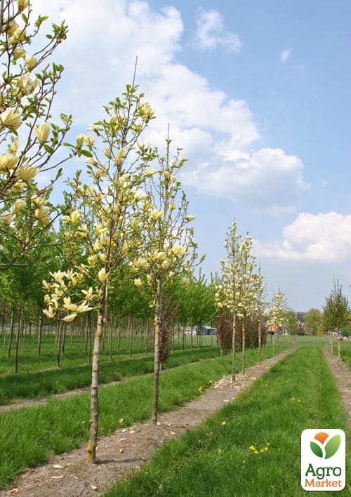 Магнолия 4-х летняя "Yellow Lantern" (высота 60-80см) - фото 5