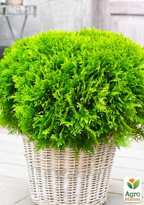 Туя западная "Woodwardii" С3, высота 30-40см - фото 3