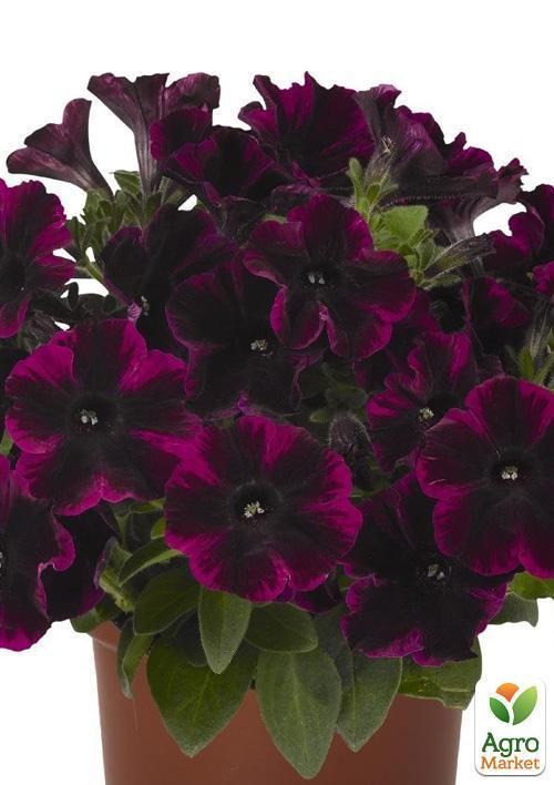 Петуния ампельная Sweetunia "Johnny Flame" (контейнер №10, высота 10-15см) - фото 3