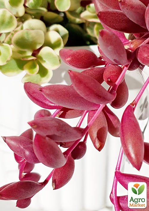 Оттона "Рубиновое ожерелье"  - фото 4