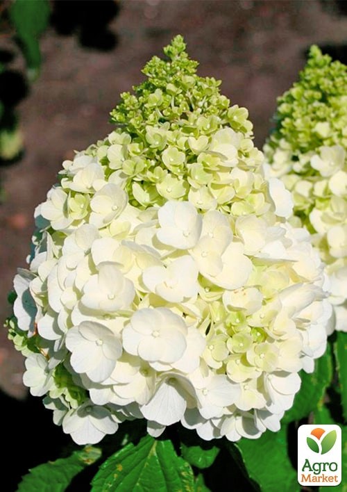 Гортензія 3-х річна волотиста "Magical Mont Blanc" - фото 3