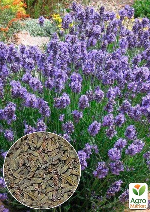 Лаванда узколистная "Мечта" (Зипер) ТМ "Весна" 0,3г