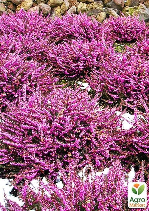 Эрика травянистая  "Rosalie" горшок P11