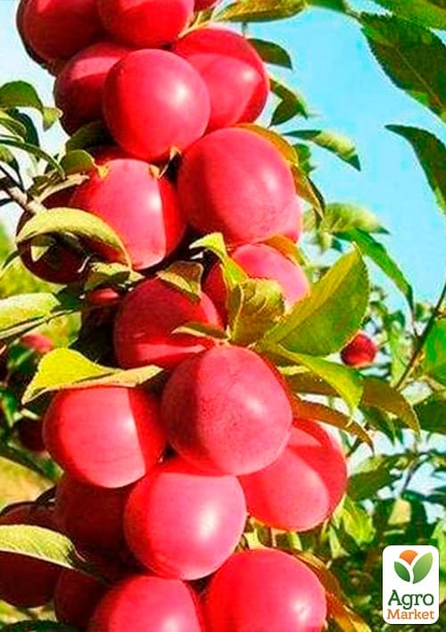 Слива колоновидная "Голливуд Нью" - фото 2