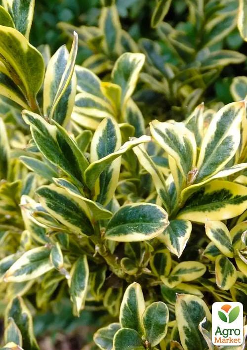 Самшит 2-х летний пестролистный "Variegata" - фото 2