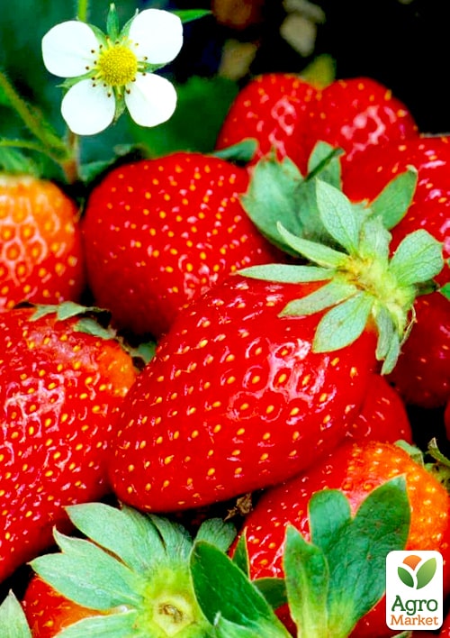 Полуниця садова "Аромас" укорінена у контейнері - фото 6