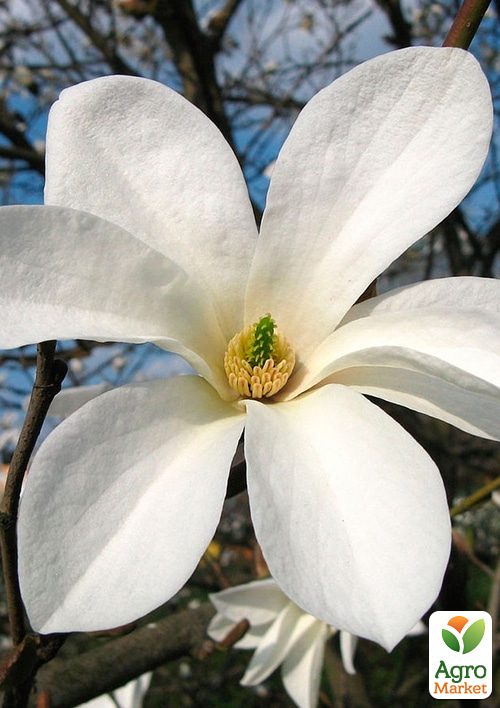 Магнолия 2-х летняя суланжа "Cobus" (высота 40-50см)