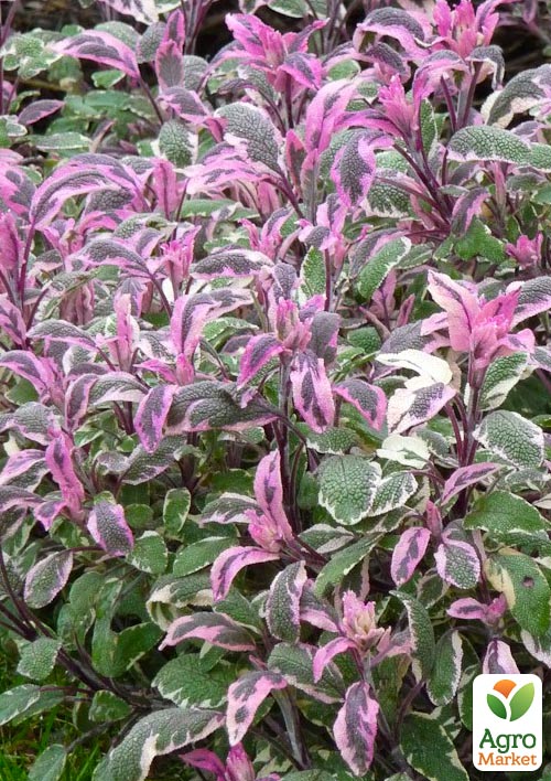 Шалфей "Tricolor" - фото 5