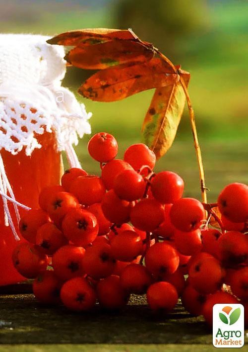 Рябина "Невежинская" 