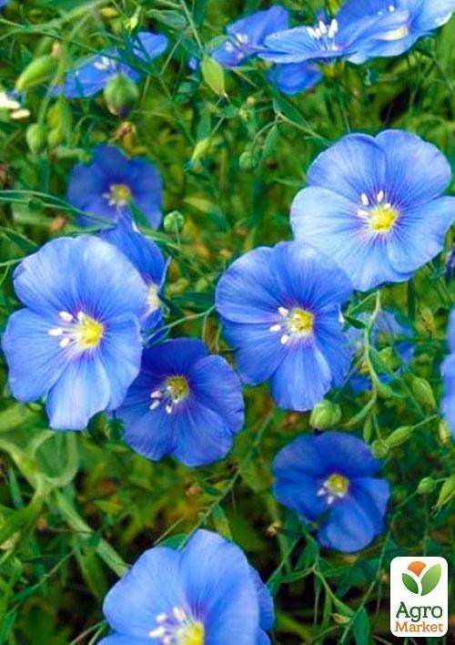 Лен голубой (Зипер) ТМ "Весна" 3г - фото 2