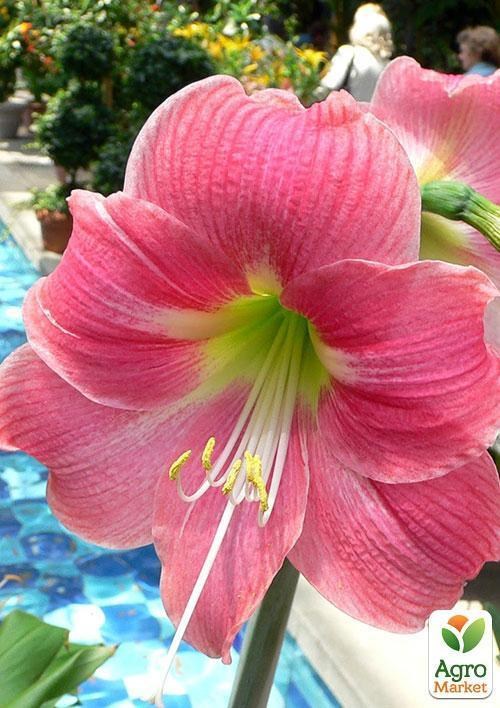 Амариліс "Рожевий красень" ТМ "Vesna Exclusive" 10шт