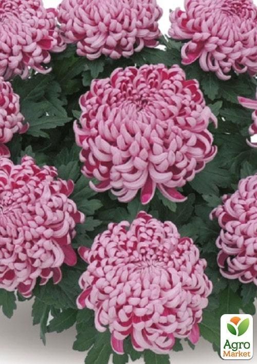 Хризантема "Cosmo Red" (Нідерланди)