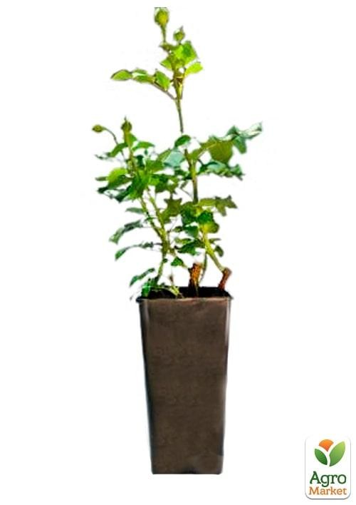 Роза в контейнере чайно-гибридная "Guinness" (саженец класса АА+) - фото 2